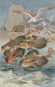 Flugdrache, Tafel aus Brehms Tierleben: Allgemeine Kunde des Tierreichs, Bd. 8, S. 134, veröffentlicht vom Bibliographischen Institut, 1892 von German School
