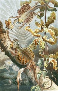 Flugdrache, Tafel aus "Brehms Tierleben: Allgemeine Kunde des Tierreichs", Bd.7, S.51, veröffentlicht vom Bibliographischen Institut