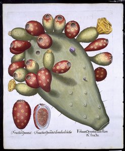Folium Opuntia aus Hortus Eystettensis von Basil Besler (1561-1629), veröffentlicht 1613 von German School