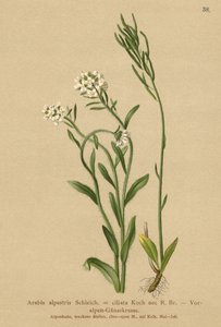 Vorland-Gänsekresse (Arabis alpestris, Arabis ciliata)