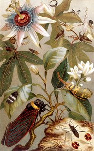 Ausländische Zikaden, Tafel aus Brehms Tierleben: Allgemeine Kunde des Tierreichs, Bd. 9, S. 637, veröffentlicht vom Bibliographischen Institut, 1892