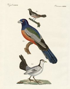 Fremde Vögel von German School
