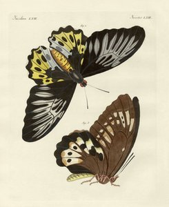 Ausländische Schmetterlinge von phänomenaler Größe (Farbstich) von German School