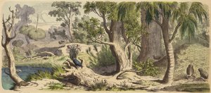 Wald in New Holland (Australien) von German School