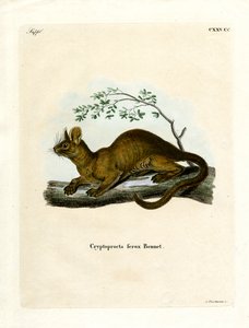 Fossa von German School