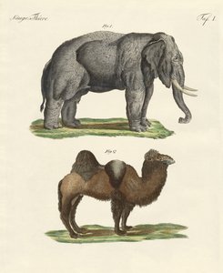 Vierfüßige Tiere