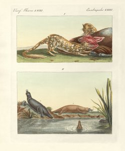 Vierfüßige Tiere Australiens
