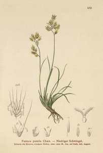 Vierblättriger Schwingel (Festuca pumila, Festuca quadriflora) von German School