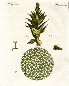 Vier Arten von Affen von German School