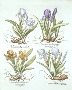 Vier Sorten Rhizom-Iris, aus Hortus Eystettensis, von Basil Besler (1561-1629), veröffentlicht 1613 von German School