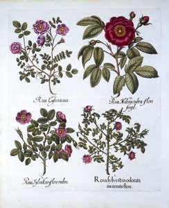 Vier Sorten Hundsrose, aus Hortus Eystettensis, von Basil Besler, 1613 von German School