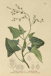 Französischer Ampfer