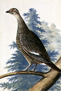Wildvogel, ca. 1740 von German School