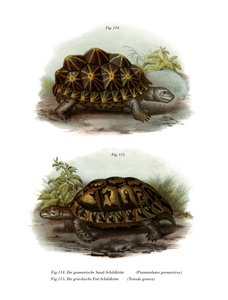 Geometrische Schildkröte