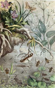 Deutsche Wasserwanzen und Wasserläufer, Tafel aus "Brehms Tierleben: Allgemeine Kunde des Tierreichs", Bd.9, S.33, veröffentlicht vom Bibliographischen Institut