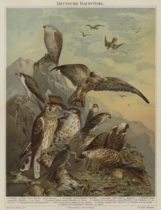 Deutsche Raubvögel von German School