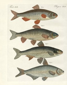 Deutsche Flussfische von German School