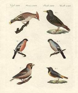 Deutsche Singvögel