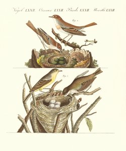 Deutsche Singvögel von German School