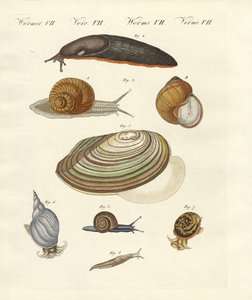 Deutsche Schnecken