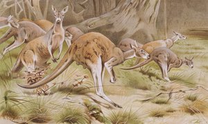 Riesenkänguru, Tafel aus Brehms Tierleben: Allgemeine Kunde des Tierreichs, Bd.3, S.635, veröffentlicht vom Bibliographischen Institut, 1891 von German School