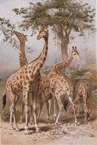 Giraffe, Tafel aus Brehms Tierleben: Allgemeine Kunde des Tierreichs, Bd.3, S.9, veröffentlicht vom Bibliographischen Institut, 1891