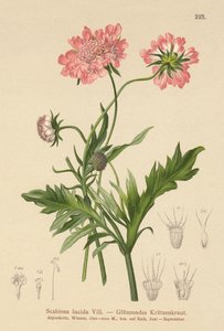 Glänzende Skabiose (Scabiosa lucida)