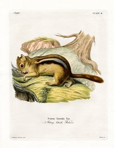 Goldmantel-Hörnchen