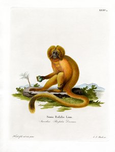 Goldener Löwenaffe