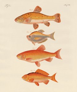 Goldfisch von German School