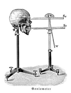 Goniometer zur Messung des menschlichen Schädels von German School