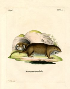 Taschenratte