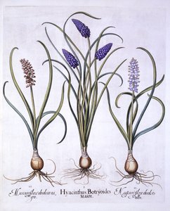 Traubenhyazinthen, aus Hortus Eystettensis, von Basil Besler, 1613 von German School