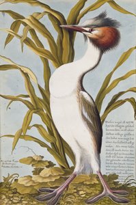 Haubentaucher (Podiceps cristatus) ca. 1748