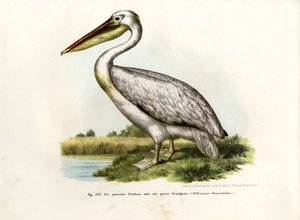 Großer Weißer Pelikan, 1864