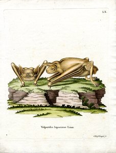 Große Bulldogfledermaus von German School