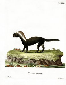 Großer Grison