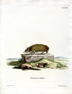 Großer Tenrek