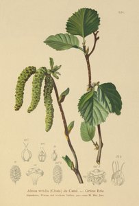Grünerle