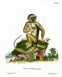 Grüner Meerkatze