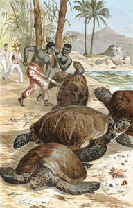 Grüne Schildkröte, Tafel aus "Brehms Tierleben: Allgemeine Kunde des Tierreichs", Bd.7, S.596, veröffentlicht vom Bibliographischen Institut