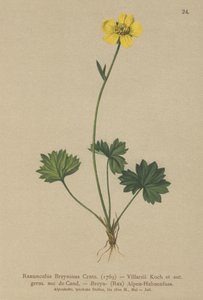 Greniers Hahnenfuß (Ranunculus Breynius, Ranunculus Villarsii, Ranunculus grenierianus)