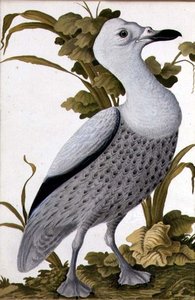 Graugans, ca. 1740 von German School