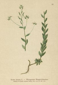 Graues Hungerblümchen