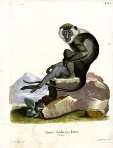 Grüner Meerkatze