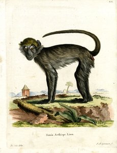 Grüne Meerkatze