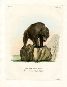 Grizzlybär von German School