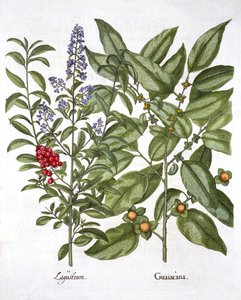 Guajakholz und Chinesischer Liguster, aus Hortus Eystettensis, von Basil Besler, veröffentlicht 1613 von German School