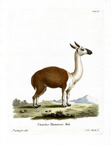Guanako