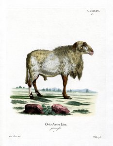 Guineaschaf von German School